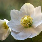 Čemerica čierna (Helleborus niger) ´CHRISTMAS CAROL´ - kont. C2L